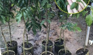 盆栽黄皮果树种植方法（黄皮果树的种植）