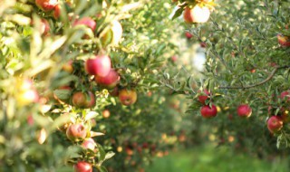 南方盆栽苹果树种植方法（南方苹果树种植方法及过程）