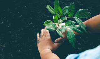 新兴果树种植方法 果树栽植方式