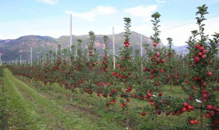 瑞园果树种植方法（瑞春果树苗种植基地）