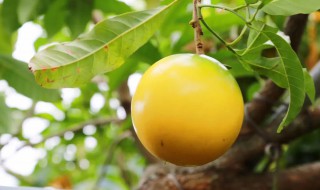 金果果树种植方法 金果苗的种植