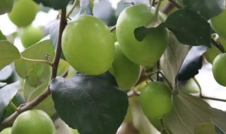 青枣果树种植方法（青枣的种植方法）