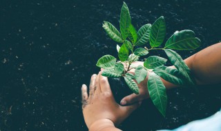 果树种植方法及管理（果树栽植的技术要点）