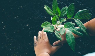 农场果树种植方法（农业种植果树）