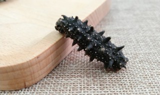 海参制作方法大全集 海参的制作