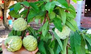 农广天地释迦果树种植方法（释迦种植视频农广天地）