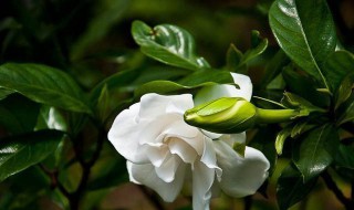 栀子花怎么才能养好（栀子花怎样才能养好）