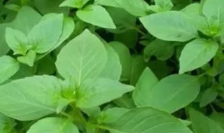 荆芥什么时候播种 荆芥啥时候播种