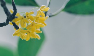 桂花种子播种方法（桂花怎样播种）