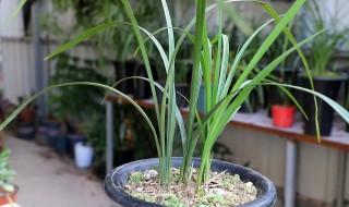 秋芝怎么栽培 秋芝用什么植料种好