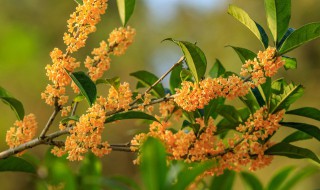 四年桂花苗怎么栽培（四季桂花移栽）