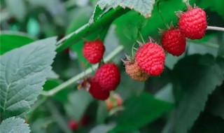 树莓栽培种植方法（树莓家庭盆栽种植方法）