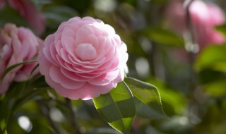 庭院茶花栽培方法 庭院能栽茶花吗