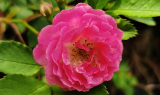 蔷薇花的栽种及注意事项 蔷薇种植方法和注意事项
