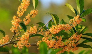 桂花栽种注意事项（桂花种植方法及养护）