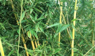 北方栽种青竹应注意什么 青竹怎么栽种