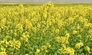 油菜花什么时候种（油菜花什么时候种什么时候结束）