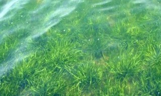 轮叶黑藻什么时候种好（轮叶黑藻种植技术、种植时间和注意事项）