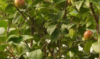 茶果什么时候种（茶果什么时候摘）