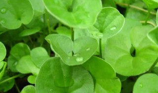 马蹄金栽种注意事项（马蹄金种植技术）