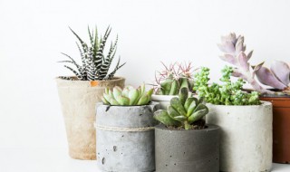 多肉花的栽种注意事项（多肉植物的养殖方法和注意事项）
