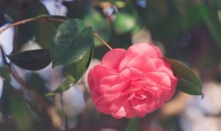 茶花种子什么时候种 茶花种子几年开花