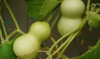 葫芦盆栽种植注意事项 盆栽葫芦的种植方法和技术