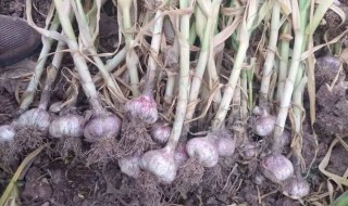 紫皮蒜怎么栽培 紫皮蒜怎么种植