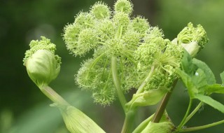 白芷什么时候种 白芷什么时候种植什么时候收获