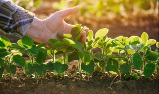 怎么种植野菜 山野菜的种植技术