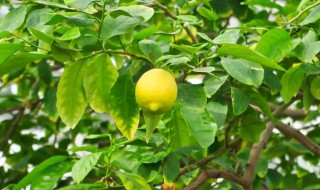 柠檬栽种植方法和注意事项（柠檬的种植方法及养护）