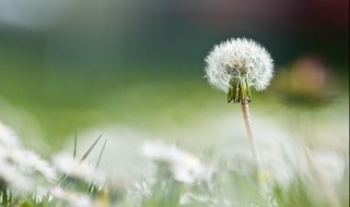 蒲公英根怎么晒干（蒲公英根怎么晒干制茶）
