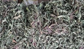 怎么把蒲公英晒干（蒲公英怎么晒干好）