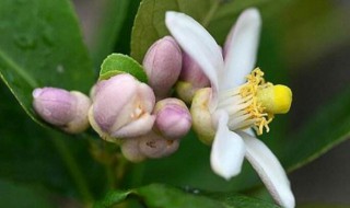 柠檬花适合室内吗（柠檬是室外植物还是室内）