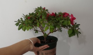 杜鹃花可以放在室内吗 杜鹃花可以放在室内养吗