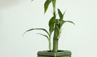 哪几种植物招财又旺宅（八种植物招财又旺宅还好养）