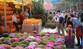 室内摆什么花好 室内摆什么花好风水