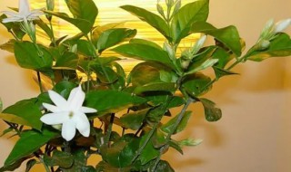 茉莉花适合室内吗 茉莉花适合放室内还是室外