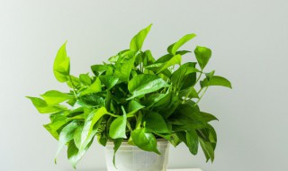 适合水养的室内植物花（适合水养的室内植物花有哪些）