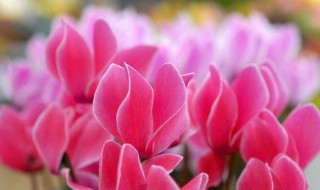 室内什么花除甲醛（室内放什么花除甲醛）