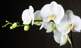 室内种什么花最好最香 室内种什么花最好最香,四季开