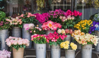 格桑花可以室内盆栽吗（格桑花室内可以养吗）