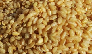糙米的存放方法 糙米保存的具体方法