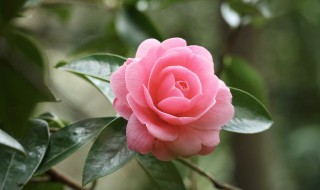 室内容易养的花（室内容易养的花卉）
