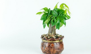 楼房家里摆什么植物招财又旺宅 楼房家里摆什么植物招财又旺宅