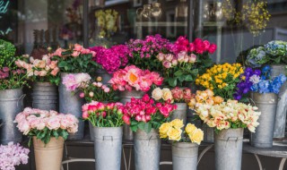 北方室内四季常开的花 北方室内四季开花花卉