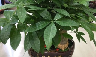 卧室植物招财又旺宅（招财又旺宅的植物图片）