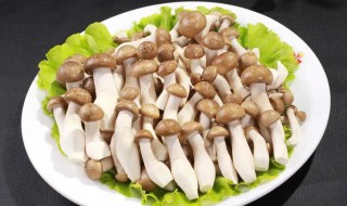 蟹味菇煮几分钟能熟 蟹味菇煮几分钟煮熟