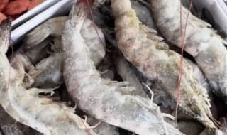 冷库大虾存放方法 大虾的冷冻和储藏