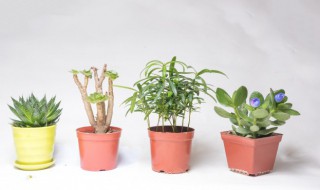 庭院植物招财又旺宅（庭院旺宅的植物）